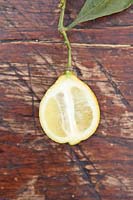 Citrus medica 'San Domenico' - Citron - cut fruit to show rind 