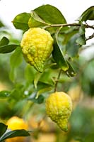 Citrus medica 'Florentina' - Citron 