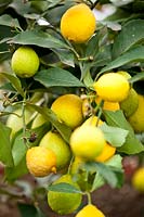 Citrus medica 'San Domenico' - Citron 