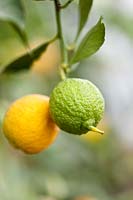 Citrus medica 'San Domenico' - Citron - ripe and unripe fruit