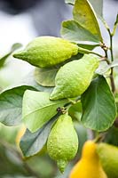 Citrus medica 'Piretto' - Citron - unripe fruits