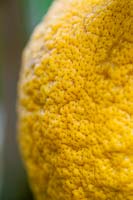 Citrus medica 'Rugoso' - Citron - close up of skin on a fruit