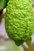 Citrus medica 'Rugoso' - Citron - bumpy skin on green fruit 