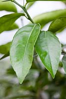 Citrus medica 'Canarone' - Citron - healthy leaves 