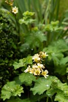 Sisyrinchium striatum - Mexican Satin Flower - growing through Alchemilla mollis