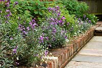 Border with brick edging near path, plants include: Erigeron karvinskianus and Erysimum 'Bowles Mauve'- Perennial Wallflower 