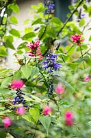 Salvia greggii 'Royal Bumble' with blue-flowered Salvia 