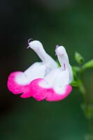 Salvia x jamensis 'Hot Lips'
