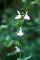 Salvia x jamensis 'Hot Lips'

