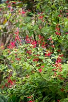 Salvia rutilans - Pineapple-scented Sage

