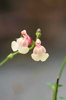 Salvia x jamensis 'Sierra de San Antonio' 

