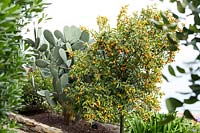 Fortunella margarita  - Kumquat - tree on terrace next to grey Cactus-type plant 
