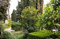 Fortunella margarita - Kumquat - tree growing amongst other evergreens 