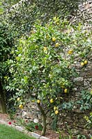 Citrus limon 'Femminello Carrubaro' - Lemon - tree growing against stone wall