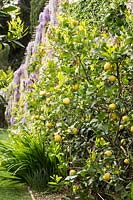 Citrus 'Femminello Zafara Bianca' - Lemon - tree growing in ground at base of terrace wall 