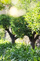 Citrus trees with fruits with Agapanthus underplanting 