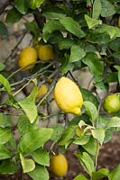 Citrus limone 'femminello Zagara Bianca' - Lemon 
