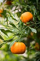 Citrus aurantium salicifolia - Willowleaf Sour Orange