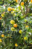 Citrus aurantium - Bitter Orange 