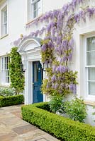Wisteria sinensis 'Prolific' climbing on front of house, Buxus sempervirens - Box - hedges around roses and paved path to door