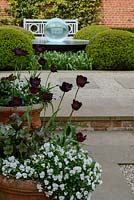 In foreground, Tulipa 'Continental' - Tulip, trailing white Viola, Helleborus x ericsmithii HGC Shooting Star 'Coseh 790'  and Muscari aucheri 'White Magic' in terracotta pots
