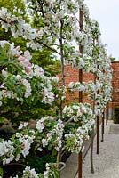 Malus 'Evereste' - Crabapple - blossom on pleached trained espalier