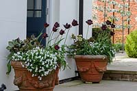 Tulipa - Tulip - 'Continental', trailing white Viola, Helleborus x ericsmithii HGC Shooting Star 'Coseh 790' and Muscari aucheri 'White Magic' in terracotta pots either side of house door  