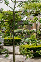Malus 'Evereste' - Crabapple - pleached trained espalier in blossom, view through free-standing screen