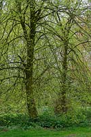 Tilia x euchlora - Weeping Caucasian Lime - trees 