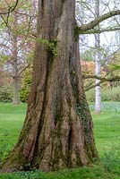 Trunk of Metasequoia glyptostroboides - Dawn Redwood tree