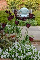 Tulipa - Tulip - 'Continental', trailing white Viola, Helleborus x ericsmithii HGC Shooting Star 'Coseh 790' and Muscari aucheri 'White Magic' in terracotta pots