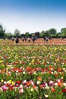 View across Tulipa - Tulip - field with visitors 