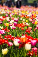 Tulipa - Tulip - in field 