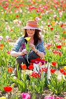 Woman with cut flower in Tulipa - Tulip - field 