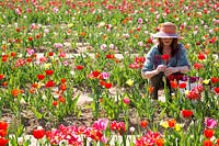 Woman holding cut flower picked in a Tulipa - Tulip - field