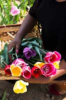 Gathering  up cut flowers picked from a Tulipa - Tulip - field