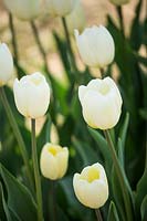 Tulipa - Tulip 'Crem Fraiche'