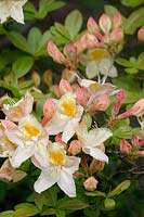 Rhododendron 'Silver Slipper