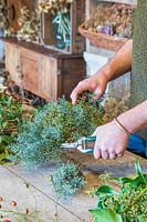 Man using garden sissors to cut stems of Cypressus