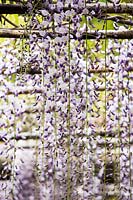 Wisteria floribunda 'Macrobotrys' - Japanese Wisteria
