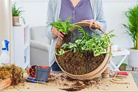Woman planting Polystichum fern into sieve filled with moss.