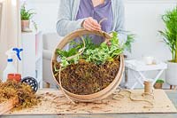 Woman attaching rope to wooden sieve planted with houseplants. 