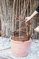Woman making plant support out of willow stems.
