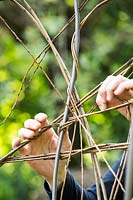 Weaving Salix - Willow - around metal frame 