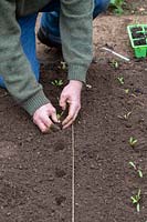 Beta vulgaris - Gardener planting out beetroot seedlings