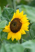 Helianthus annuus - Sunflower 'Prado Gold'