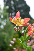 Lilium 'Fusion' - Lily 'Fusion' flowers