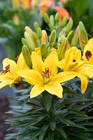 Lilium 'Golden joy' - Dwarf Asiatic Lily
