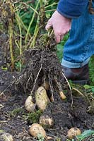 Solanum tuberosum - Potato - pulling up plants and harvesting the potatoes 