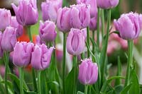 Tulipa 'Lilac Crystal' - Fringed Tulip 'Lilac Crystal' 